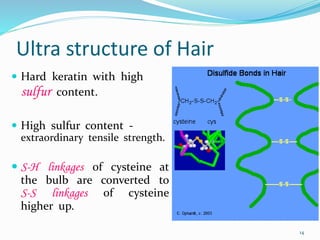 Ultra structure of Hair
 Hard keratin with high
sulfur content.
 High sulfur content -
extraordinary tensile strength.
 S-H linkages of cysteine at
the bulb are converted to
S-S linkages of cysteine
higher up.
14
 