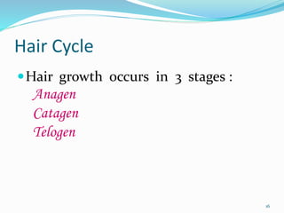 Hair Cycle
Hair growth occurs in 3 stages :
Anagen
Catagen
Telogen
16
 