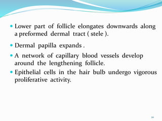  Lower part of follicle elongates downwards along
a preformed dermal tract ( stele ).
 Dermal papilla expands .
 A network of capillary blood vessels develop
around the lengthening follicle.
 Epithelial cells in the hair bulb undergo vigorous
proliferative activity.
20
 
