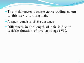  The melanocytes become active adding colour
to this newly forming hair.
 Anagen consists of 6 substages.
 Differences in the length of hair is due to
variable duration of the last stage ( VI ).
21
 