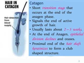 22
Catagen
• Short transition stage that
occurs at the end of the
anagen phase.
• Signals the end of active
growth of hair.
• Usually lasts about 2 – 3 weeks.
• At the end of Anagen, epithelial
division declines and ceases.
• Proximal end of the hair shaft
keratinizes to form a club
shaped structure.
 