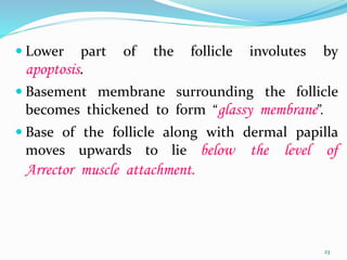  Lower part of the follicle involutes by
apoptosis.
 Basement membrane surrounding the follicle
becomes thickened to form “glassy membrane”.
 Base of the follicle along with dermal papilla
moves upwards to lie below the level of
Arrector muscle attachment.
23
 