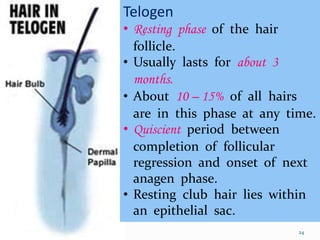 24
Telogen
• Resting phase of the hair
follicle.
• Usually lasts for about 3
months.
• About 10 – 15% of all hairs
are in this phase at any time.
• Quiscient period between
completion of follicular
regression and onset of next
anagen phase.
• Resting club hair lies within
an epithelial sac.
 