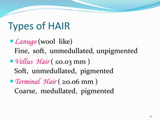 Types of HAIR
Lanugo (wool like)
Fine, soft, unmedullated, unpigmented
Vellus Hair ( ≤0.03 mm )
Soft, unmedullated, pigmented
Terminal Hair ( ≥0.06 mm )
Coarse, medullated, pigmented
25
 