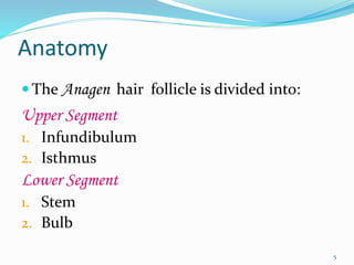 Anatomy
 The Anagen hair follicle is divided into:
Upper Segment
1. Infundibulum
2. Isthmus
Lower Segment
1. Stem
2. Bulb
5
 