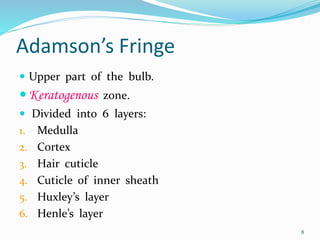 Adamson’s Fringe
 Upper part of the bulb.
 Keratogenous zone.
 Divided into 6 layers:
1. Medulla
2. Cortex
3. Hair cuticle
4. Cuticle of inner sheath
5. Huxley’s layer
6. Henle’s layer
8
 