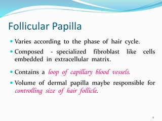 Follicular Papilla
 Varies according to the phase of hair cycle.
 Composed - specialized fibroblast like cells
embedded in extracellular matrix.
 Contains a loop of capillary blood vessels.
 Volume of dermal papilla maybe responsible for
controlling size of hair follicle.
9
 