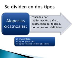•causadas por
malformación, daño o
destrucción del folículo,
por lo que son definitivas
Alopecias
cicatrizales:
se encuentran
•el liquen plano pilar
•el lupus cutáneo crónico (discoide)
 