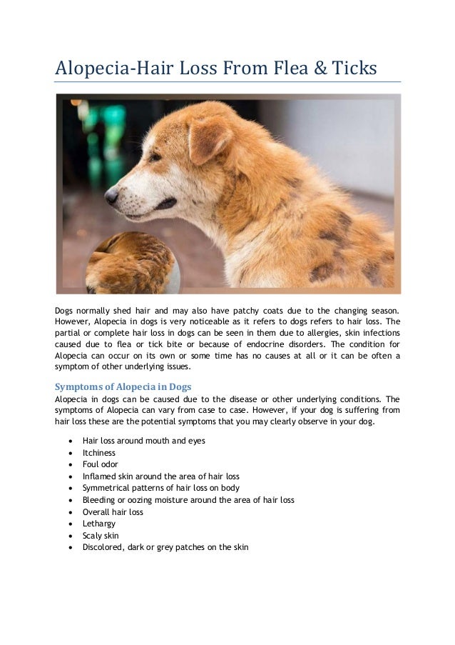 my dog has patches of hair falling out