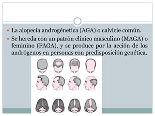  La alopecia androgénetica (AGA) o calvicie común. 
 Se hereda con un patrón clínico masculino (MAGA) o 
feminino (FAGA), y se produce por la acción de los 
andrógenos en personas con predisposición genética. 
 