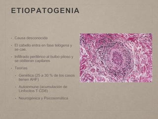 ETIOPATOGENIA 
• Causa desconocida 
• El cabello entra en fase telógena y 
se cae. 
• Infiltrado periférico al bulbo piloso y 
se obliteran capilares 
• Teorías 
• Genética (25 a 30 % de los casos 
tienen AHF) 
• Autoinmune (acumulación de 
Linfocitos T CD8) 
• Neurogénica y Psicosomática 
 