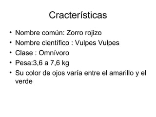 Cracterísticas
• Nombre común: Zorro rojizo
• Nombre científico : Vulpes Vulpes
• Clase : Omnívoro
• Pesa:3,6 a 7,6 kg
• Su color de ojos varía entre el amarillo y el
verde
 