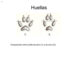 Huellas
Comparación entre huella de perro (1) y de zorro (2).
 