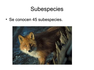 Subespecies
• Se conocen 45 subespecies.
 