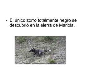 • El único zorro totalmente negro se
descubrió en la sierra de Mariola.
 