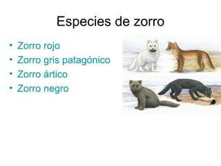 Especies de zorro
• Zorro rojo
• Zorro gris patagónico
• Zorro ártico
• Zorro negro
 