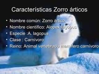 Características Zorro árticos
• Nombre común: Zorro árticoNombre común: Zorro ártico
• Nombre científico: Alopex lagopusNombre científico: Alopex lagopus
• Especie :A. lagopusEspecie :A. lagopus
• Clase : CarnívoroClase : Carnívoro
• Reino: Animal vertebrado mamífero carnívoroReino: Animal vertebrado mamífero carnívoro
 