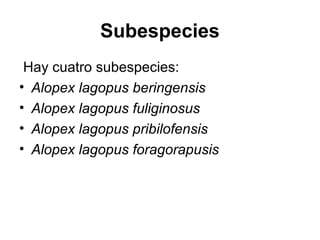 Subespecies
Hay cuatro subespecies:
• Alopex lagopus beringensis
• Alopex lagopus fuliginosus
• Alopex lagopus pribilofensis
• Alopex lagopus foragorapusis
 