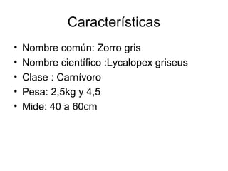 Características
• Nombre común: Zorro gris
• Nombre científico :Lycalopex griseus
• Clase : Carnívoro
• Pesa: 2,5kg y 4,5
• Mide: 40 a 60cm
 