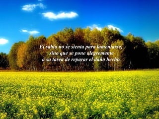 El sabio no se sienta para lamentarse,
sino que se pone alegremente
a su tarea de reparar el daño hecho.
 