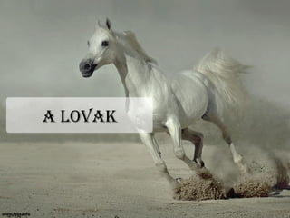 A LovAk
 