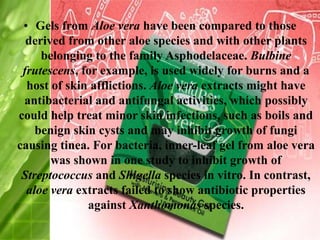 • Gels from Aloe vera have been compared to those
derived from other aloe species and with other plants
belonging to the family Asphodelaceae. Bulbine
frutescens, for example, is used widely for burns and a
host of skin afflictions. Aloe vera extracts might have
antibacterial and antifungal activities, which possibly
could help treat minor skin infections, such as boils and
benign skin cysts and may inhibit growth of fungi
causing tinea. For bacteria, inner-leaf gel from aloe vera
was shown in one study to inhibit growth of
Streptococcus and Shigella species in vitro. In contrast,
aloe vera extracts failed to show antibiotic properties
against Xanthomonas species.
 