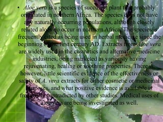 • Aloe vera is a species of succulent plant that probably
originated in northern Africa. The species does not have
any naturally occurring populations, although closely
related aloes do occur in northern Africa. The species is
frequently cited as being used in herbal medicine since the
beginning of the first century AD. Extracts from Aloe vera
are widely used in the cosmetics and alternative medicine
industries, being marketed as variously having
rejuvenating, healing or soothing properties. There is,
however, little scientific evidence of the effectiveness or
safety of A. vera extracts for either cosmetic or medicinal
purposes, and what positive evidence is available is
frequently contradicted by other studies. Medical uses of
aloe vera are being investigated as well.
 