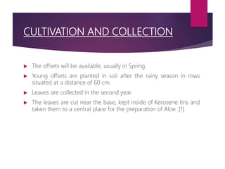 CULTIVATION AND COLLECTION
 The offsets will be available, usually in Spring.
 Young offsets are planted in soil after the rainy season in rows
situated at a distance of 60 cm.
 Leaves are collected in the second year.
 The leaves are cut near the base, kept inside of Kerosene tins and
taken them to a central place for the preparation of Aloe. [1]
 