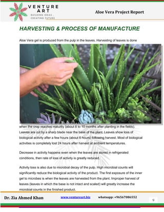 9
Dr. Zia Ahmed Khan www.ventureart.biz whatsapp: +96567086552
Aloe Vera Project Report
HARVESTING & PROCESS OF MANUFACTURE
Aloe Vera gel is produced from the pulp in the leaves. Harvesting of leaves is done
when the crop reaches maturity (about 8 to 10 months after planting in the fields).
Leaves are cut by a sharp blade near the base of the plant. Leaves show loss of
biological activity after a few hours (about 6 hours) following harvest. Most of biological
activities is completely lost 24 hours after harvest at ambient temperatures.
Decrease in activity happens even when the leaves are stored in refrigerated
conditions, then rate of loss of activity is greatly reduced.
Activity loss is also due to microbial decay of the pulp. High microbial counts will
significantly reduce the biological activity of the product. The first exposure of the inner
gel to microbes is when the leaves are harvested from the plant. Improper harvest of
leaves (leaves in which the base is not intact and scaled) will greatly increase the
microbial counts in the finished product.
 