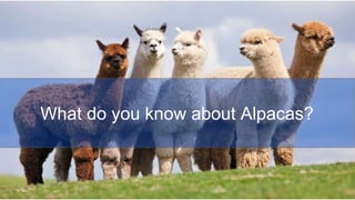 What do you know about Alpacas?
 