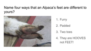 Alpacas quiz for kids | PPTX