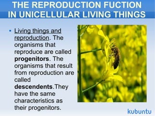 THE REPRODUCTION FUCTION
IN UNICELLULAR LIVING THINGS
Living things and
reproduction. The
organisms that
reproduce are called
progenitors. The
organisms that result
from reproduction are
called
descendents.They
have the same
characteristics as
their progenitors.