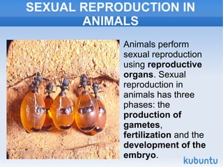 SEXUAL REPRODUCTION IN
ANIMALS
Animals perform
sexual reproduction
using reproductive
organs. Sexual
reproduction in
animals has three
phases: the
production of
gametes,
fertilization and the
development of the
embryo.