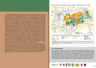 97
(A) die veränderung der viehbetreuung
Alm-/Alpbewirtschaftung ist aufwändig. Viele Arbeiten müssen per Hand erledigt werden, bei
manch anderen helfen heute Maschinen und Geräte. Trotz des Einsatzes dieser modernen
Hilfsmittel bleibt eine Alm-/Alpbewirtschaftung zeit- und arbeitsaufwändig. Ein Indikator, der
die Arbeitsintensität auf der Alm/Alp misst, ist jener der durchschnittlichen Anzahl an Groß-
vieheinheiten pro Alm-/Alppersonal. Je höher der Wert, desto weniger Zeit hat die Person
pro Tier bzw. desto rationeller muss gearbeitet werden. Und es wurde viel auf der Alm/Alp
gestrafft. Drei konkrete Beispiele: 1) Die Wirtschaftsweise wurde großflächig im Arge Alp-
Gebiet von Melkvieh auf Galtvieh umgestellt. In einigen Regionen kam es sogar zu einer teil-
weisen Umorientierung von Rindern auf Schafe und Ziegen. Damit fallen sehr viele arbeits-
und zeitaufwändige Tätigkeiten weg. In Folge dessen können die Almen/Alpen sogar vom
Heimathof aus versorgt werden, sofern eine rasche Erreichbarkeit über Straßen möglich ist.
2) Die Behirtung wurde stark reduziert. Elektrische Weidezäune begrenzen heute vielerorts
die Weideflächen und das Vieh kann sich innerhalb frei bewegen. Damit fehlt aber auch ein
gezieltes Weidemanagement. Flache, nahe der Ställe und Wasserstellen gelegene Flächen
sind einem erhöhten Weidedruck ausgeliefert. Sie werden zu intensiv genutzt. Dafür fallen
abgelegene, steilere Flächen gänzlich brach. 3) Das früher übliche Weideputzen wird nur
mehr in einem geringen Ausmaß durchgeführt. Es gibt kaum mehr Schwender oder Almput-
zer, und auch das ganz nebenbei stattfindende Weideputzen durch die Hirten fällt großteils
weg. Damit verlieren gerade abgelegene Weiden zusehends an Futterfläche und damit auch
an Wert. Dies sind nur einige Tätigkeiten, die der zunehmenden Rationalisierung zum Opfer
gefallen sind. Es gibt zahlreiche weitere Beispiele, viele traditionelle Tätigkeiten und damit
auch Begrifflichkeiten laufen sogar Gefahr gänzlich vergessen zu werden.
Wie nun die Karte zeigt, fallen pro Person derzeit durchschnittlich 60 Großvieheinheiten an.
Südtirol liegt mit mehr als 86 Großvieheinheiten pro Person an erster Stelle, Salzburg folgt
mit 69 Großvieheinheiten. In Tirol betreut eine Person im Durchschnitt 54 Großvieheinheiten,
in Schwaben 44 und in Vorarlberg 38. Damit versorgt eine Person heute im Durchschnitt fast
40 Großvieheinheiten mehr als noch vor 100 Jahren (siehe Karte oben). Natürlich sind auch
diese Vergleichszahlen mit Vorsicht zu betrachten, da sie aus unterschiedlichen historischen
Quellen stammen und die Datenqualität damit nicht vollauf der aktuellen entspricht.
La cura del bestiame
Come indicato nella cartina, attualmente a ogni addetto corrispondono mediamente 60 unità
di bestiame adulto (UBA). L‘Alto Adige è al primo posto con oltre 86 UBA per persona, seguito
dal Salisburghese con 69 UBA. Il numero di unità di bestiame adulto di cui si occupa in media
un addetto è di 54 in Tirolo, 44 in Svevia e 38 in Vorarlberg. Ciò significa che oggi una persona
segue mediamente 40 unità di bestiame adulto in più rispetto a 100 anni fa (vedi cartina sopra).
Naturalmente, nel considerare questi dati comparativi serve massima cautela poiché provengo-
no da fonti storiche diverse e la qualità dei dati non sempre rispetta i parametri contemporanei.
 