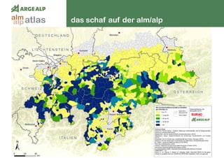 124
das schaf auf der alm/alpatlasalm
alp
 
