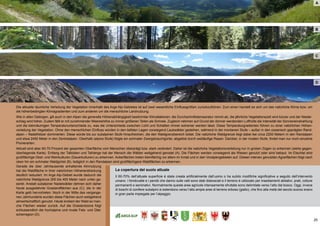 25
La copertura del suolo attuale
Il 60-70% dell’attuale superficie è stata creata artificialmente dall‘uomo o ha subito modifiche significative a seguito dell’intervento
umano. I fondovalle e i pendii che danno sulle valli sono stati disboscati e il terreno è utilizzato per insediamenti abitativi, prati, colture
permanenti e seminativi. Normalmente queste aree agricole intensamente sfruttate sono delimitate verso l’alto dal bosco. Oggi, invece
di boschi di conifere subalpini si estendono verso l‘alto ampie aree di terreno erboso (giallo), che fino alla metà del secolo scorso erano
in gran parte impiegate per l’alpeggio.
A
Die aktuelle räumliche Verteilung der Vegetation innerhalb des Arge Alp-Gebietes ist auf zwei wesentliche Einflussgrößen zurückzuführen: Zum einen handelt es sich um das natürliche Klima bzw. um
die höhenbedingten Klimagradienten und zum anderen um die menschliche Landnutzung.
Wie in allen Gebirgen, gilt auch in den Alpen die generelle Höhenabhängigkeit bestimmter Klimafaktoren: die Durchschnittstemperatur nimmt ab, die jährliche Vegetationszeit wird kürzer und der Nieder-
schlag wird höher. Zudem fällt er mit zunehmender Meereshöhe zu immer größeren Teilen als Schnee. Zugleich nehmen auf Grund der dünner werdenden Lufthülle die Intensität der Sonneneinstrahlung
und die kleinräumigen Temperaturunterschiede zu, was die Unterschiede zwischen Licht und Schatten immer extremer werden lässt. Diese Temperaturgradienten führen zu einer natürlichen Höhen-
verteilung der Vegetation. Ohne den menschlichen Einfluss würden in den tiefsten Lagen vorwiegend Laubwälder gedeihen, während in der montanen Stufe – außer in den ozeanisch geprägten Rand-
alpen – Nadelhölzer dominierten. Diese würde bis zur subalpinen Stufe hinaufreichen, die den Waldgrenzbereich bildet. Die natürliche Waldgrenze liegt dabei bei circa 2200 Metern in den Randalpen
und etwa 2450 Meter in den Zentralalpen. Oberhalb (alpine Stufe) folgte ein schmaler Zwergstrauchgürtel, abgelöst durch weitläufige Rasen. Darüber, in der nivalen Stufe, findet man nur noch einzelne
Pionierarten.
Aktuell sind aber 60-70 Prozent der gesamten Oberfläche vom Menschen überprägt bzw. stark verändert. Daher ist die natürliche Vegetationsverteilung nur in groben Zügen zu erkennen (siehe gegen-
überliegende Karte). Entlang der Talböden und Talhänge hat der Mensch die Wälder weitgehend gerodet (A). Die Flächen werden vorwiegend als Wiesen genutzt oder sind bebaut. Im Etschtal sind
großflächige Obst- und Weinkulturen (Dauerkulturen) zu erkennen. Ackerflächen treten kleinflächig vor allem im Inntal und in den Voralpengebieten auf. Diesen intensiv genutzten Agrarflächen folgt nach
oben hin ein schmaler Waldgürtel (B), lediglich in den Randalpen sind großflächigere Waldflächen zu erkennen.
Gerade die über Jahrtausende anhaltende Almnutzung
hat die Waldfläche in ihrer natürlichen Höhenerstreckung
deutlich reduziert. Im Arge Alp-Gebiet wurde dadurch die
natürliche Waldgrenze 200 bis 400 Meter nach unten ge-
senkt. Anstatt subalpiner Nadelwälder dehnen sich daher
heute ausgedehnte Graslandflächen aus (C), die in der
Karte gelb hervortreten. Noch in der Mitte des vergange-
nen Jahrhunderts wurden diese Flächen auch weitgehend
almwirtschaftlich genutzt. Heute erobert der Wald so man-
che Flächen wieder zurück. Auf die Graslandzone folgt
schlussendlich die hochalpine und nivale Fels- und Glet-
scherregion (D).
B
C
D
 