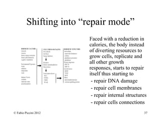 Shifting into “repair mode” 
Faced with a reduction in 
calories, the body instead 
of diverting resources to 
grow cells, replicate and 
all other growth 
responses, starts to repair 
itself thus starting to 
- repair DNA damage 
- repair cell membranes 
- repair internal structures 
- repair cells connections 
© Fabio Piccini 2012 37 
 