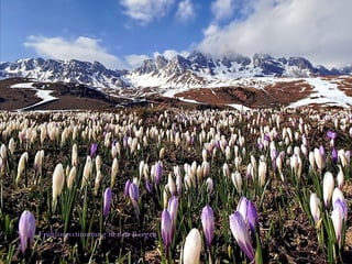 Frühlingsstimmung in den Bergen 