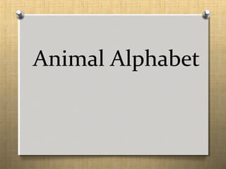 Animal Alphabet
 