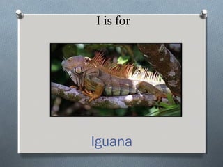 I is for
Iguana
 