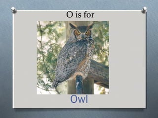 O is for
Owl
 