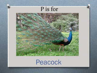 P is for
Peacock
 