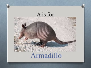 A is for
Armadillo
 