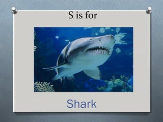 S is for
Shark
 