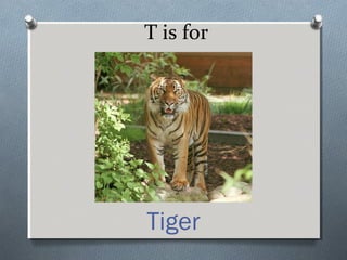 T is for
Tiger
 