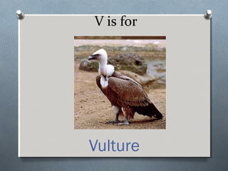V is for
Vulture
 