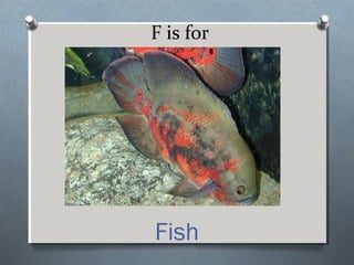 F is for
Fish
 