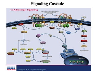 Signaling Cascade
 