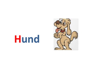 Hund
 
