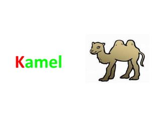 Kamel
 